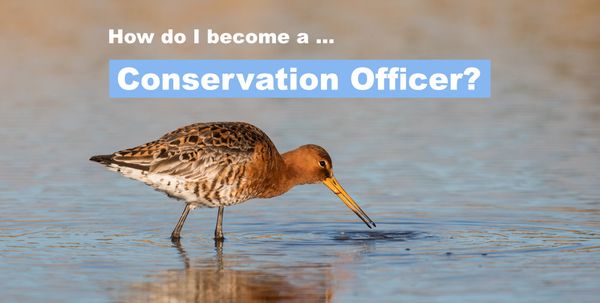 How do I become a Conservation Officer? (archived)