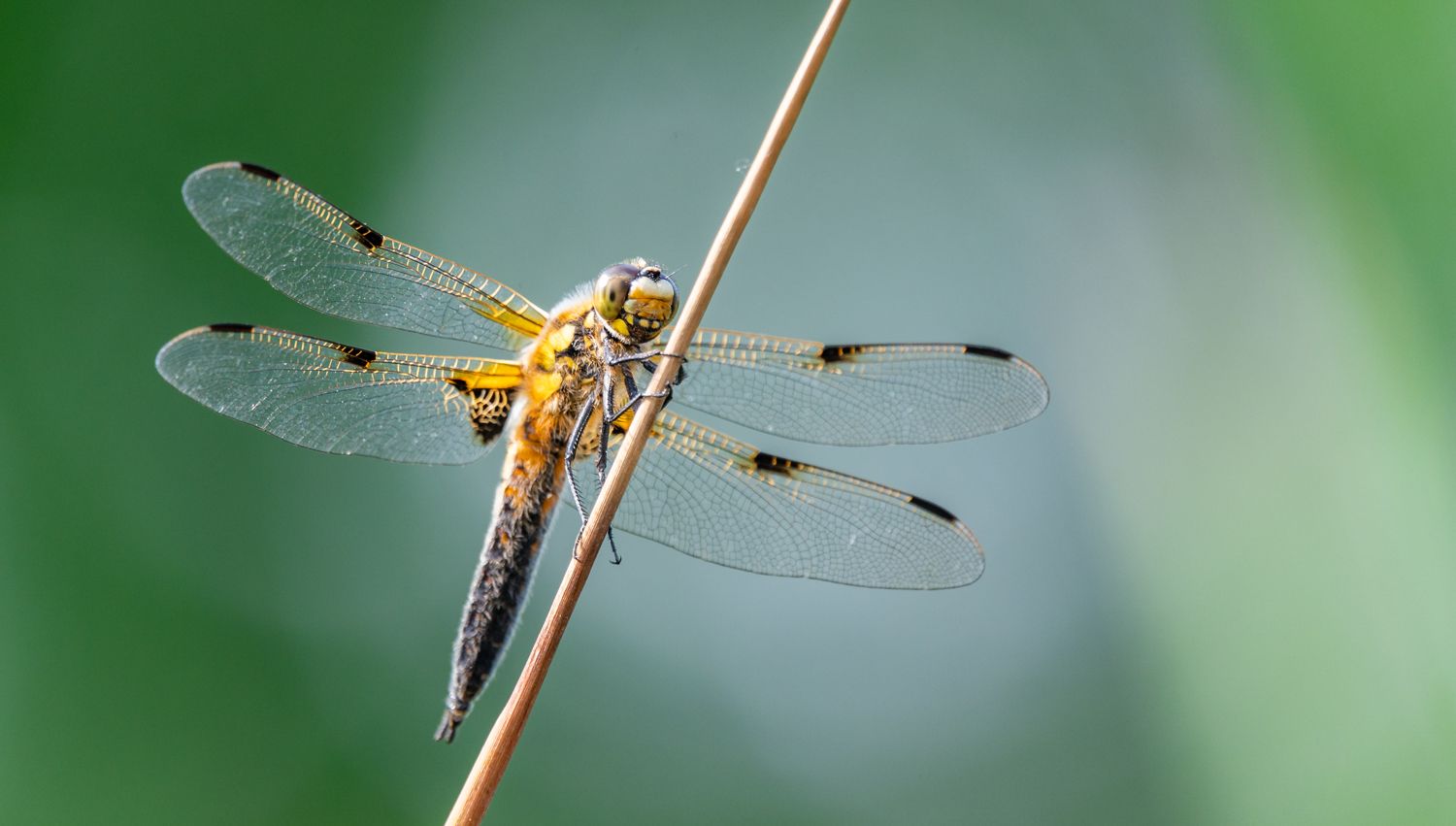Four-spotted chaser dragonfly (Libellula quadrimaculata)