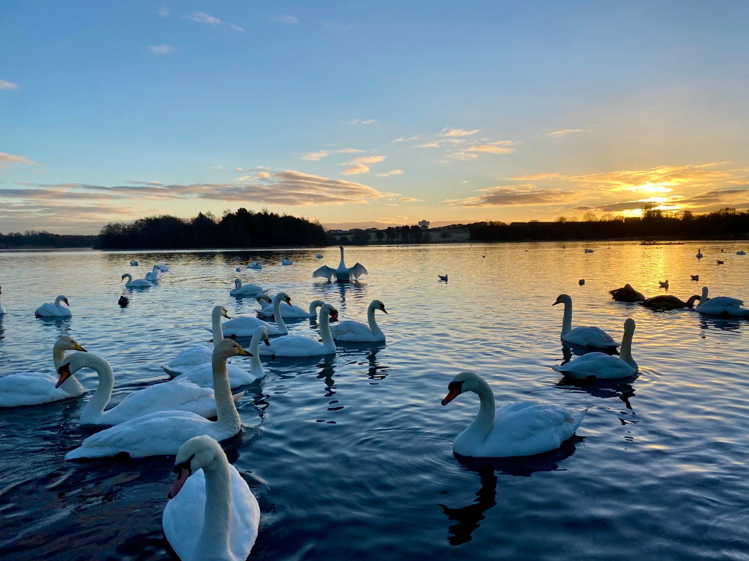 Whooper swans and mute swans at sunrise on Hogganfield Loch