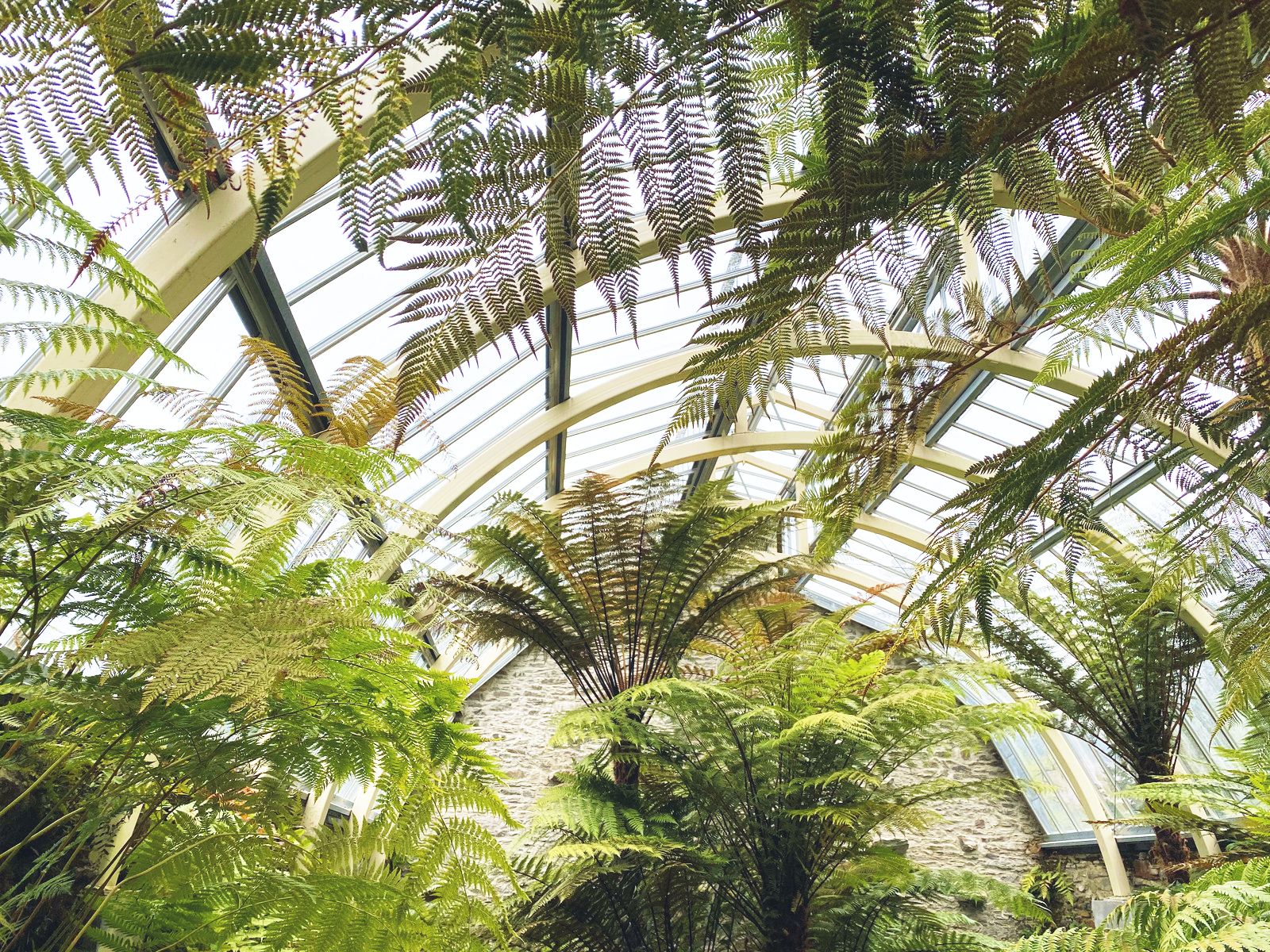 A photo of inside a domed glasshouse, which is filled with tall green tree ferns