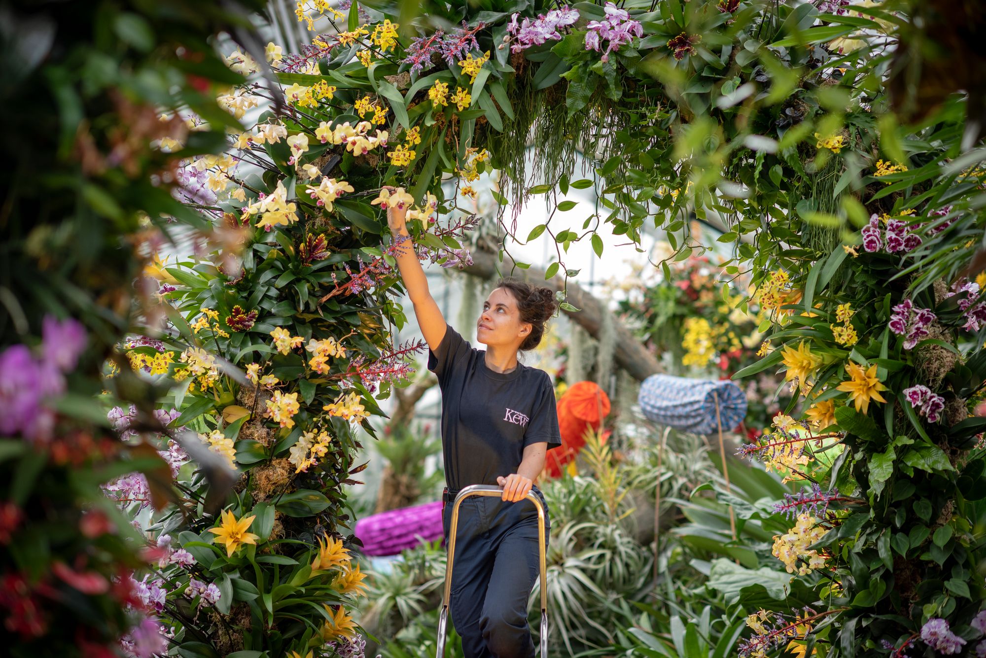 A young person with brown hair stands on a stepladder, reaching up to arrange an orchid in a big arched display, which frames the photo with pink and yellow flowers.