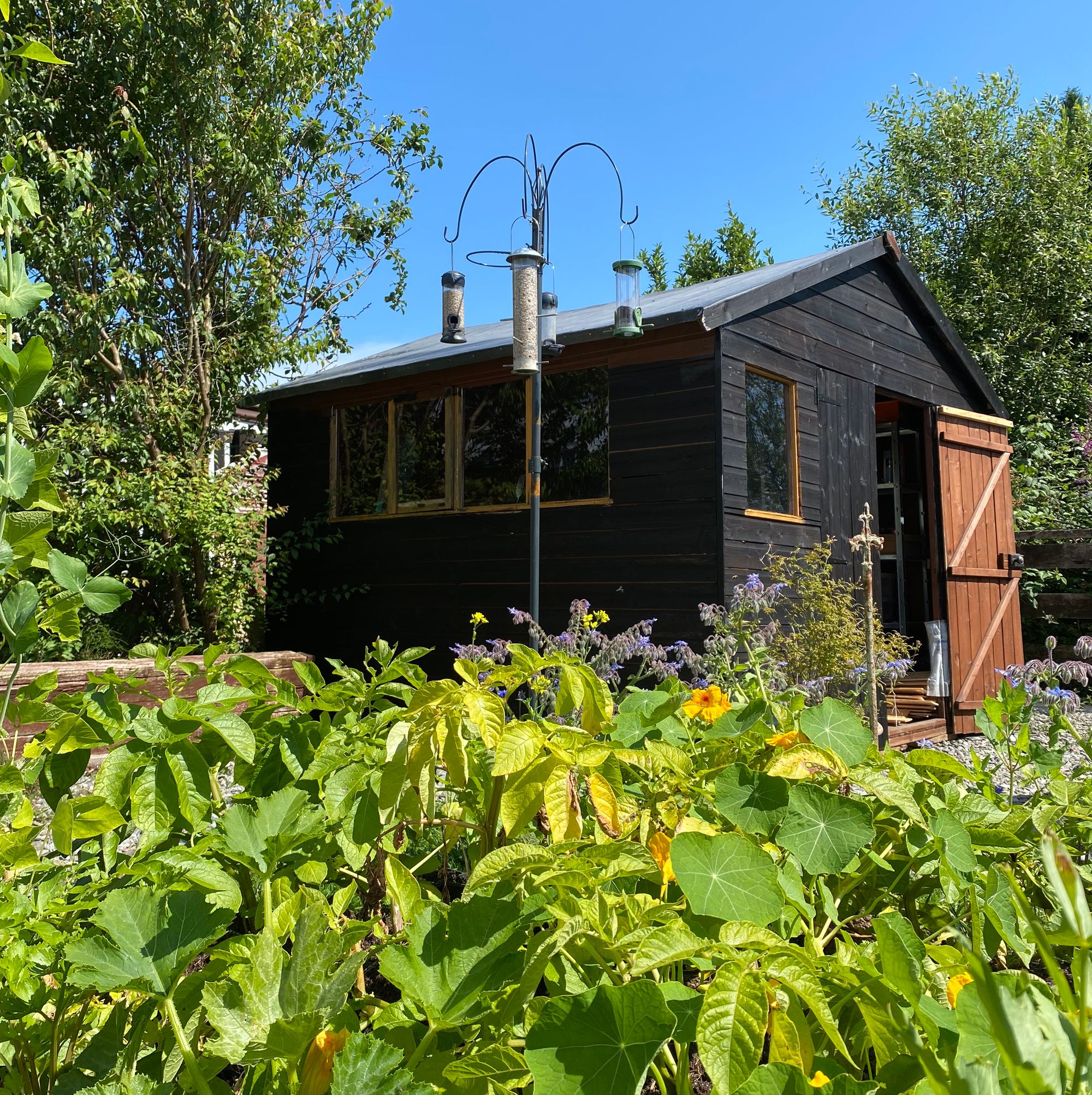 A photo of a garden scene. A dark shed lies in the background beaneath a blue sky.  Potato, squash and nasturtium plants make up the foreground, with a tall bird feeder behind.