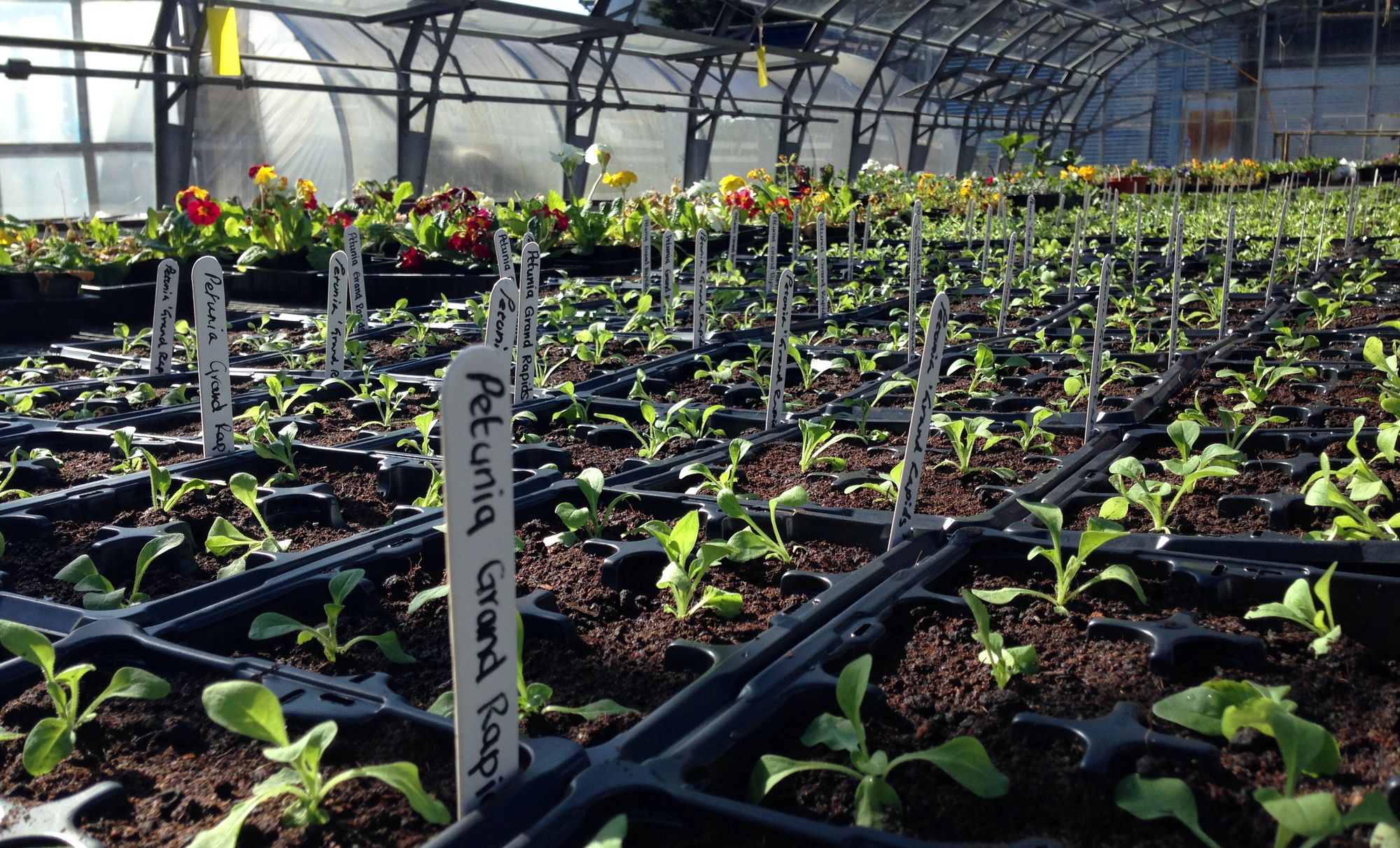 A photo of the inside of a large glasshouse full of rows of seedlings in seed trays.