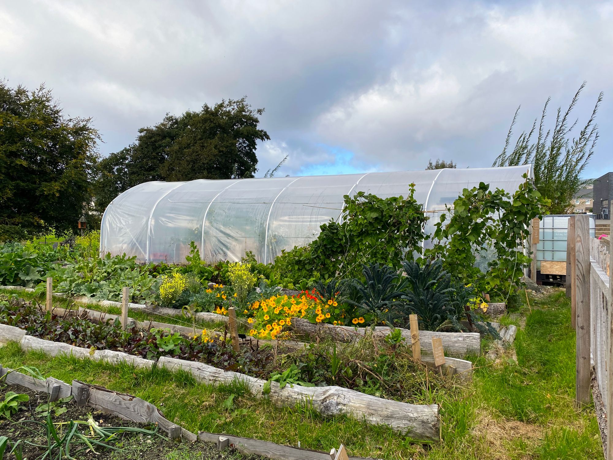 A photo of a food-growing project site, with beds marked out with logs. In the background a clear polytunnel is standing, with climbing plants and flowers in front.